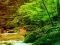 Spēle Peaceful Rainbow Forest Escape online