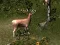 Spēle Sniper Hunting Deadly Animal online