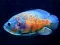Spēle Tiger Fish Jigsaw online