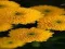Spēle Chrysanthemums Jigsaw online