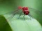 Spēle Dragon Fly Jigsaw online