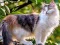 Spēle Rotate Puzzle - Cats and Dogs online