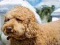 Spēle Labradoodle Jigsaw online