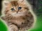 Spēle Couple Kitten Escape online