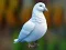 Spēle Realistic Pigeon Rescue online