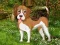 Spēle Flower Garden Dog Escape online