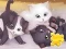 Spēle Jigsaw Puzzle: Playing Cats online
