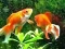 Spēle Blue Fish Escape online