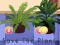 Spēle Save the Plants online