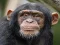 Spēle Chimpanzee Jigsaw online