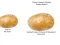 Spēle Potato Construct 2 Edition online