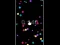 Spēle Pop Ball online