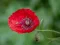 Spēle Poppy Nature Flower Jigsaw online