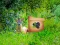 Spēle Return To Alsunga Forest online