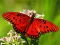 Spēle Nature Jigsaw Puzzle Butterfly online