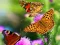 Spēle Butterfly Slide online