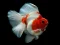Spēle Gold Fish Jigsaw Puzzle online