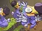 Spēle Save The Dodos online
