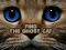 Spēle Find the Ghost Cat online