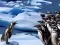 Spēle Penguins Slide online