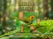 Spēle Birds Slide online