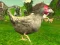 Spēle Chicken Shooter online