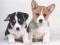 Spēle Cute Puppies Puzzle online