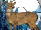 Spēle Sniper Stag Hunter online