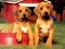 Spēle Puppy Pairs Puzzle online