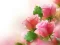 Spēle Pink Roses online
