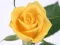Spēle Yellow Roses online
