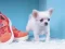 Spēle Lovely Puppy Puzzle online