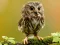 Spēle Animal Hidden Stars online