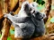 Spēle Cute Baby Koala Bear online