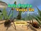 Spēle Ants Empire Evolve Sim online
