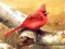 Spēle Art Birds Puzzle online