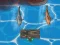 Spēle Titanic Shark Attacks online