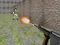 Spēle Bullet Fire online