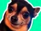 Spēle What meme dog are you ? online