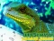 Spēle Chinese Water Dragon Jigsaw online