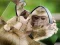 Spēle Chimpanzee Jigsaw online