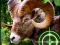 Spēle Crazy Goat Hunter 2020 online