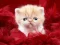 Spēle Funny Kitty online
