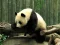 Spēle Pandas Puzzle online