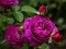 Spēle Purple Roses online