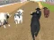 Spēle Angry Bull Racing online