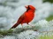 Spēle Birds Puzzle online