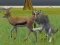 Spēle Wolf Life Simulator online