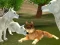 Spēle Wild Wolves Hunger Attack online