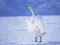 Spēle Graceful Swans online